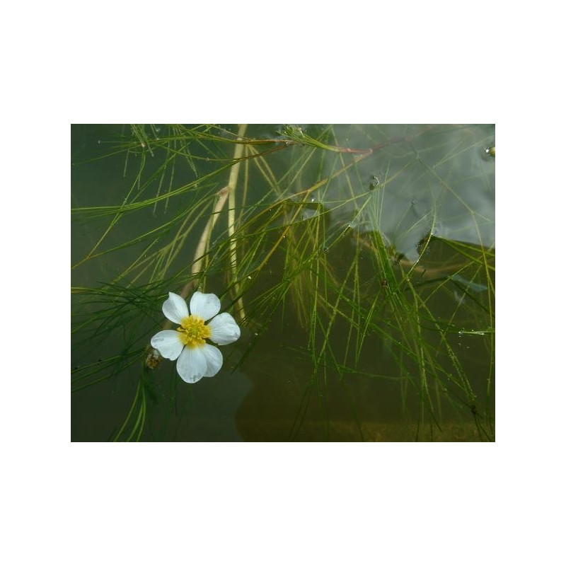 Ranunculus fluitans
