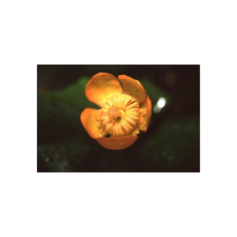 Nuphar japonica rubra