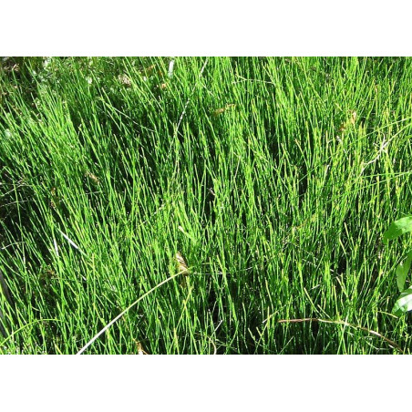 Equisetum scirpoides