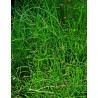 Equisetum scirpoides