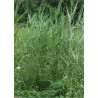 Phragmites australis (communis)