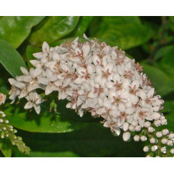 Lysimachia clethroides