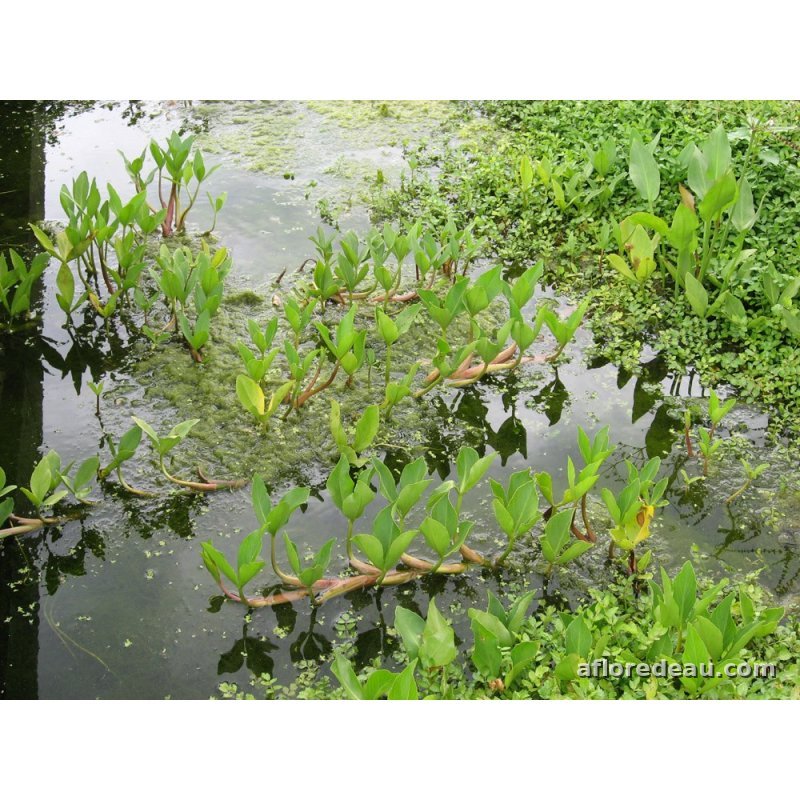 Menyanthes trifoliata racines nues