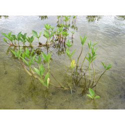 Menyanthes trifoliata racines nues