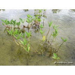 Menyanthes trifoliata racines nues