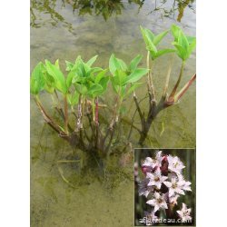 Menyanthes trifoliata racines nues