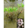 Menyanthes trifoliata racines nues