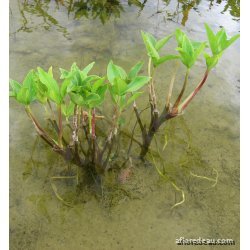 Menyanthes trifoliata racines nues