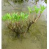 Menyanthes trifoliata racines nues