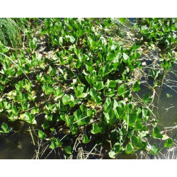 Menyanthes trifoliata racines nues