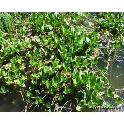 Menyanthes trifoliata racines nues