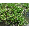 Menyanthes trifoliata racines nues