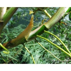 Menyanthes trifoliata racines nues