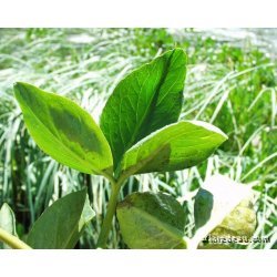 Menyanthes trifoliata racines nues