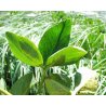 Menyanthes trifoliata racines nues