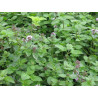 Mentha aquatica