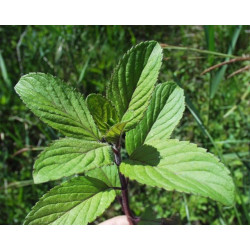 Mentha aquatica
