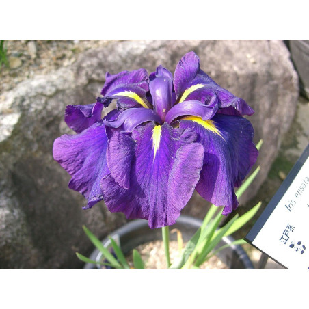 Iris ensata