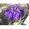 Iris ensata