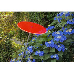 Fleur de Soleil Géante (Rose)