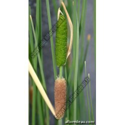 Typha minima