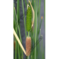 Typha minima
