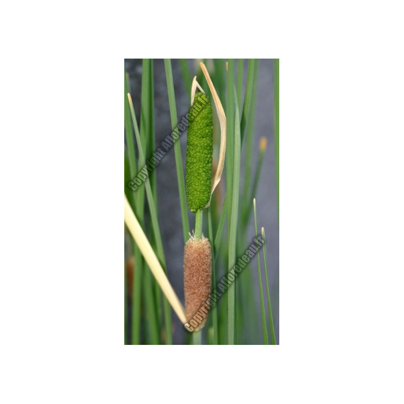 Typha minima