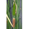 Typha minima