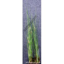 Typha minima