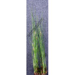 Typha minima