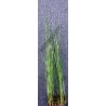 Typha minima
