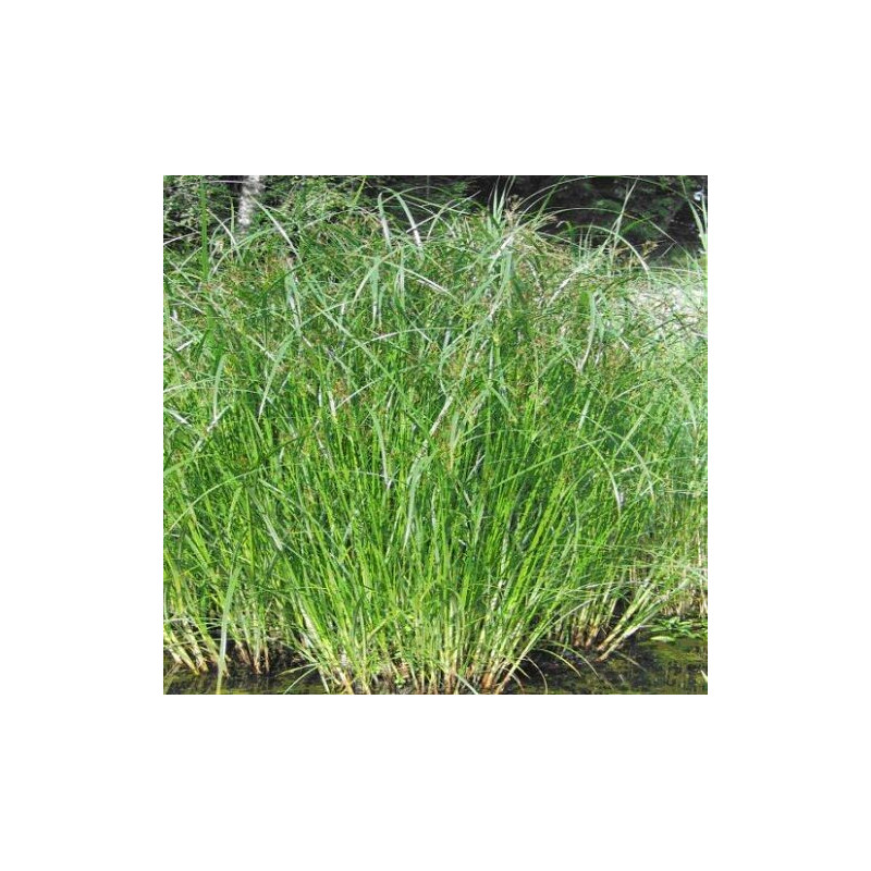 Cyperus (Papyrus) longus