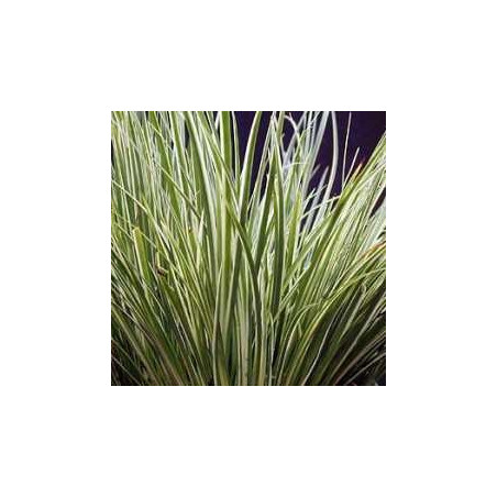 Acorus gramineus variegatus