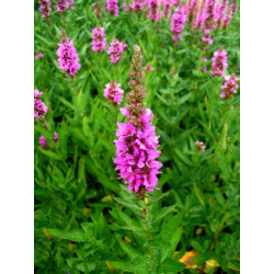 Lythrum salicaria