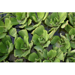 Pistia stratiotes (Laitue d'eau)