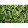 Pistia stratiotes (Laitue d'eau)