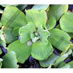Pistia stratiotes (Laitue d'eau)