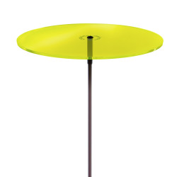 Cazador Del Sol Géant Lemon