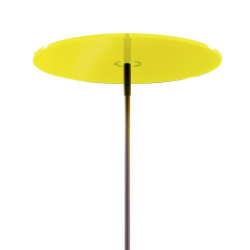 Cazador Del Sol Géant Lemon