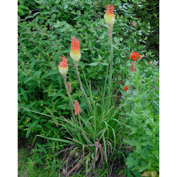 Kniphofia uvaria