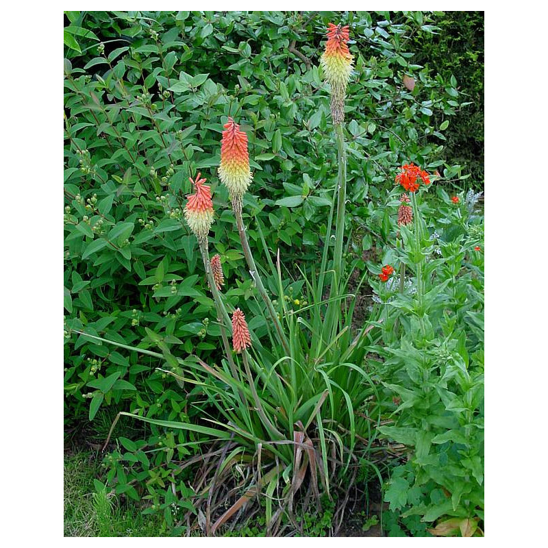 Kniphofia uvaria