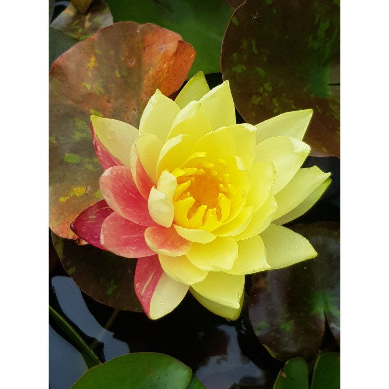 Nymphaea ''Wanvisa''