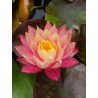 Nymphaea ''Wanvisa''