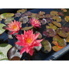 Nymphaea ''Wanvisa''