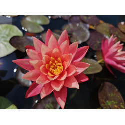 Nymphaea ''Wanvisa''