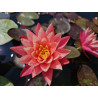 Nymphaea ''Wanvisa''