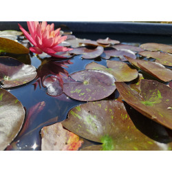 Nymphaea ''Wanvisa''