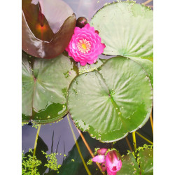 Nymphaea "Raspberry"