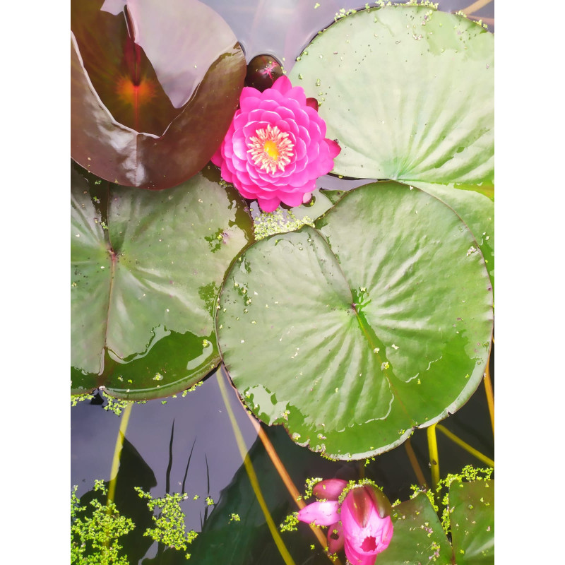 Nymphaea "Raspberry"