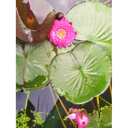 Nymphaea "Raspberry"